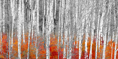 aspen tree prints for sale
