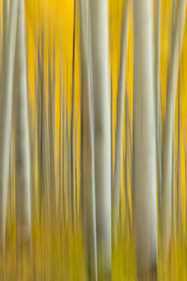 Abstract Nature Photography for Sale