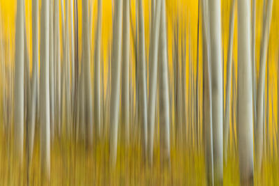 Abstract Aspen Photography for Sale