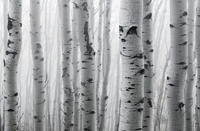 Amazing Tree Photography For Sale | Nick Selway Photography