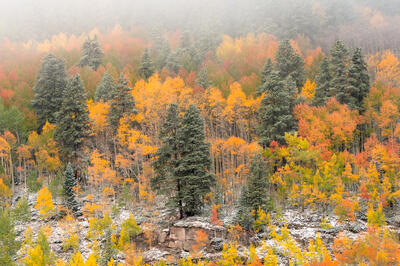 aspen and pine tree images for sale