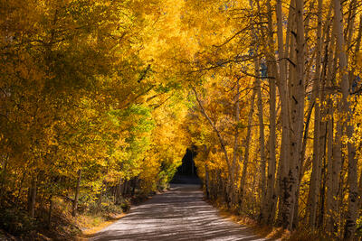 Breckenridge Fall Color Prints for Sale