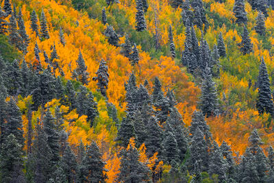 Breckenridge fall color prints for sale
