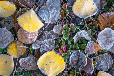 Aspen Leaf Photography for Sale