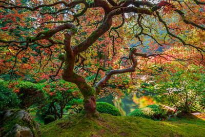 Large Scale Photo of Zen Garden in Portland