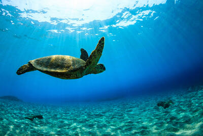 Hawaiian Sea Turtle Photographs for Sale | Nick Selway