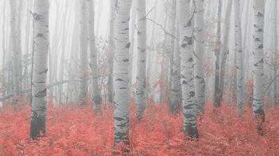 Vail Fine Art Photography Galleries | Colorado