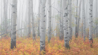 aspen tree photos for sale
