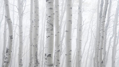 Colorado Aspen Tree Limited Edition Prints for Sale