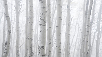 Ansel Adams | The Most Iconic Black & White Landscape Photographer