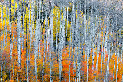 Amazing Aspen Tree Prints for Sale