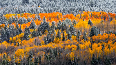 Aspen Tree Fine Art Prints for Sale