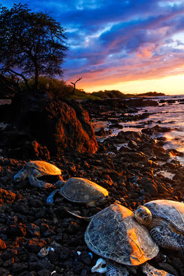 Turtle Beach Photography for Sale