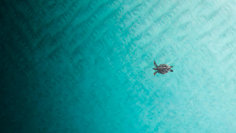 Hawaii Sea Turtle Prints for Sale