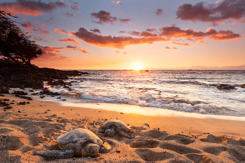 Hawaii Sea Turtle Prints for Sale