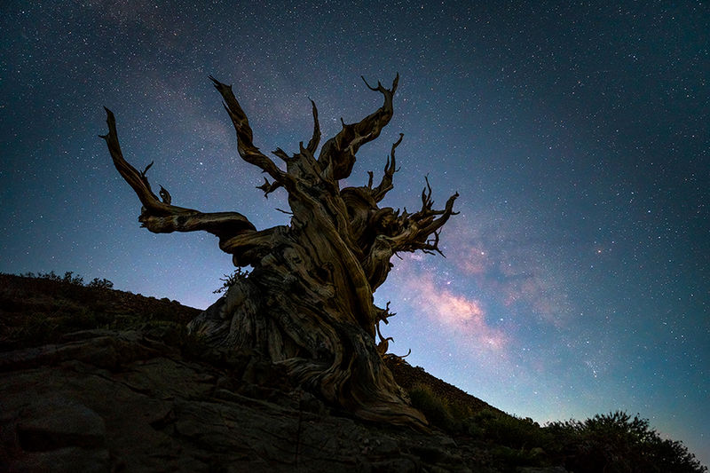 Ancient Bristlecone Tree Photography for Sale