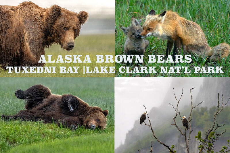 Alaska Brown Bears Photography Workshop