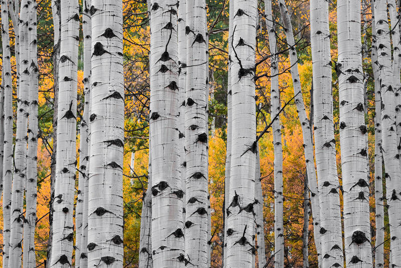 Vibrant Aspen Tree Prints for Sale