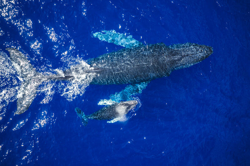 Humpback Whale Photos for Sale