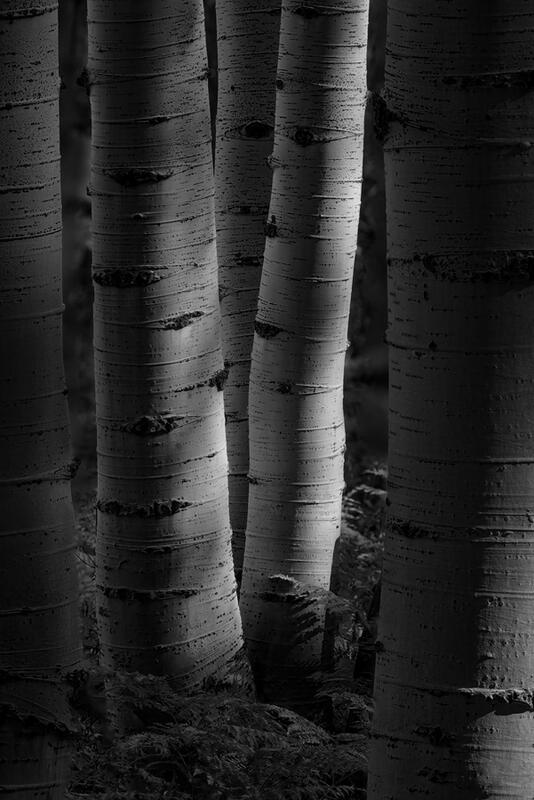 Abstract Aspen Tree Print  for Sale