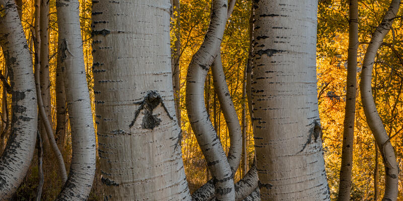 Panoramic Aspen tree photos for sale