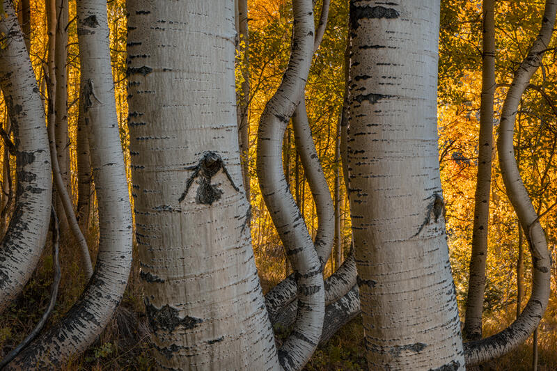 Aspen tree art decor for sale