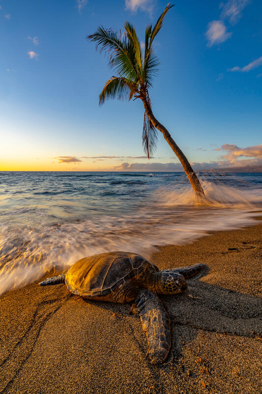 Hawaii Green Sea Turtles Images for Sale
