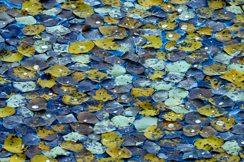 Fall Color Abstract Photography for Sale