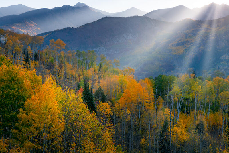 Aspen tree art prints for sale