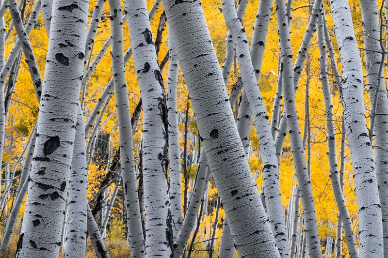 Colorado Aspen Tree Photos for Sale