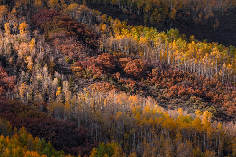 Golden Aspen Tree Prints for Sale