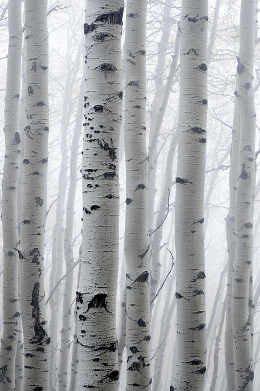 aspen tree photos for sale