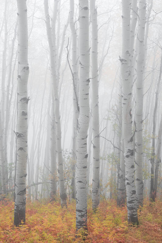 Amazing Aspen Tree Photography for Sale