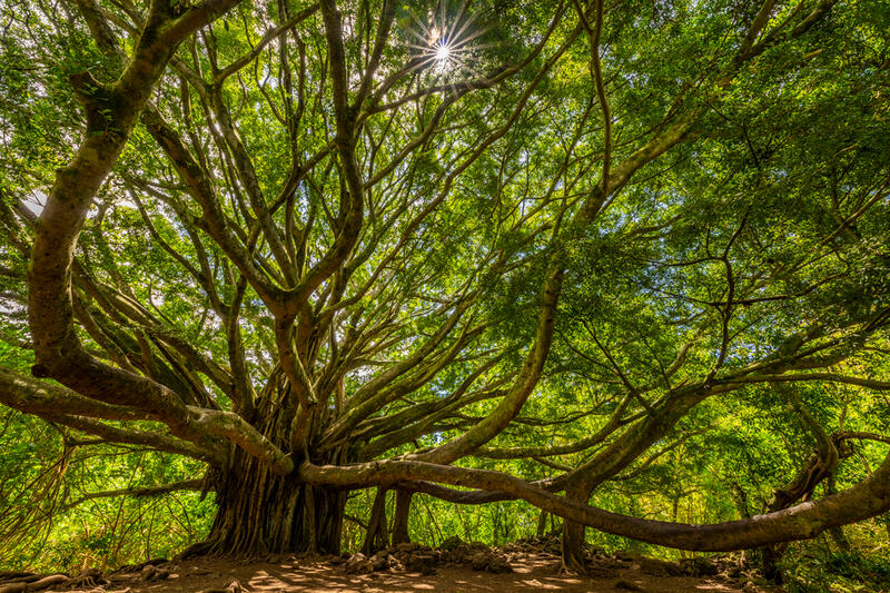 banyan tree fine art prints for sale