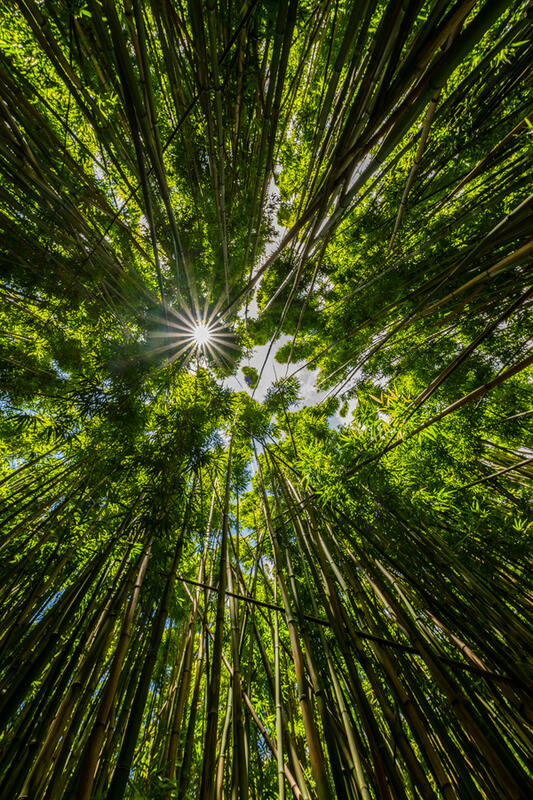 bamboo forest fine art prints for sale