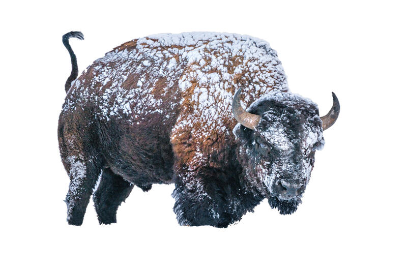 Bison Photography for Sale