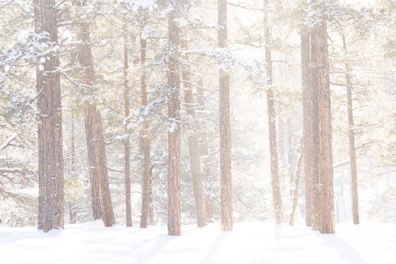 Ponderosa Pine Tree Wall Art for Sale