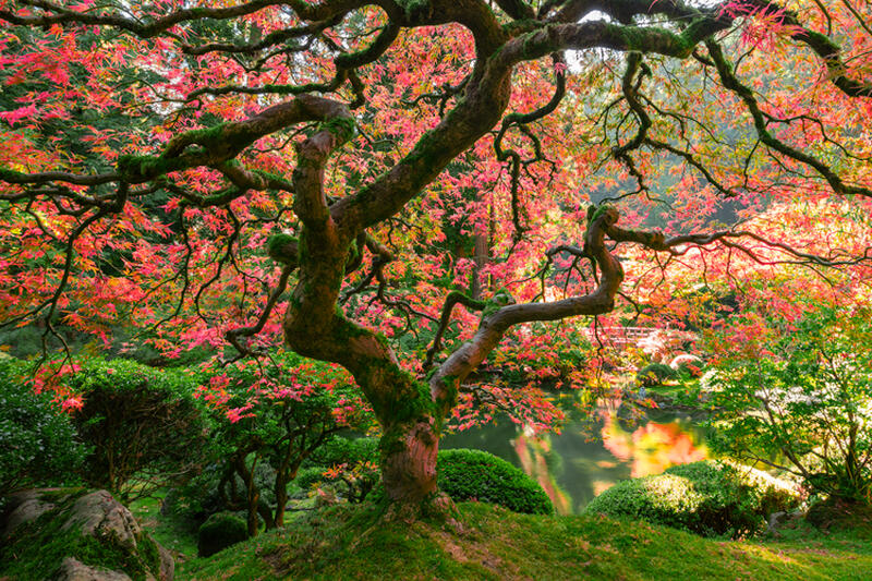 Large Scale Photo of Zen Garden in Portland