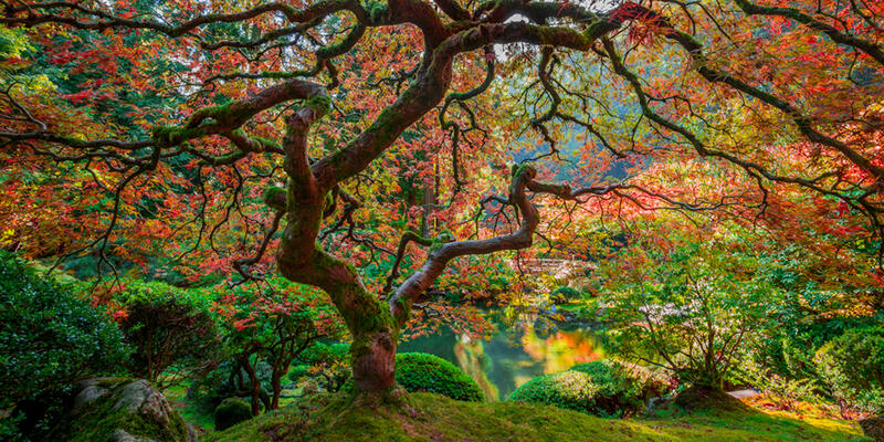 Garden of Zen Panoramic