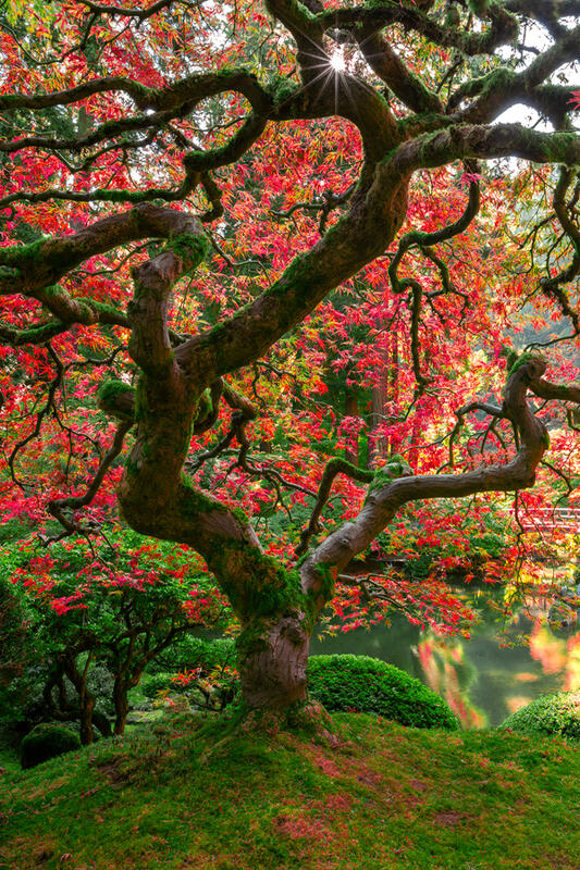 Images of the Japanese Gardens in Portland for Sale