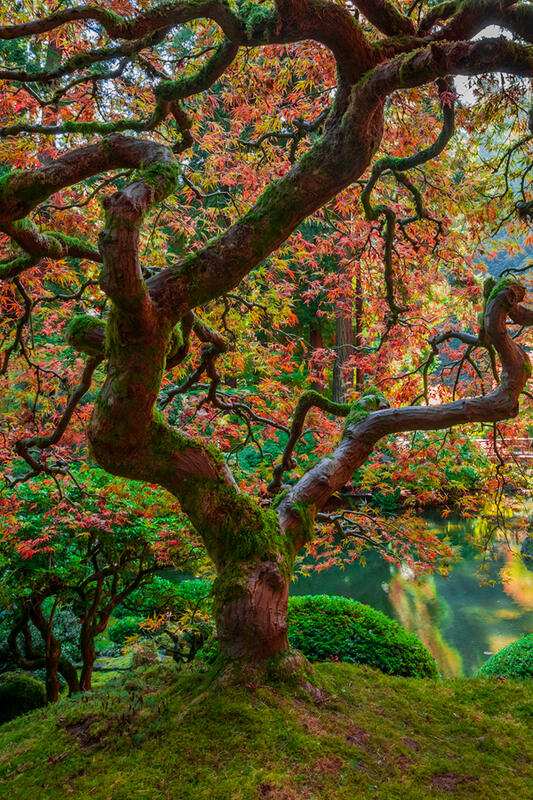 Images of the Japanese Gardens in Portland for Sale