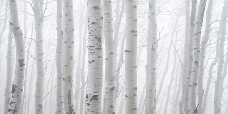 Whispering Aspens Panoramic