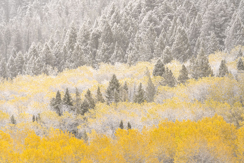 Aspen Tree Winter images for Sale