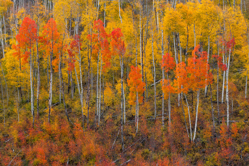 Colorado Landscape & Nature Photography for Sale