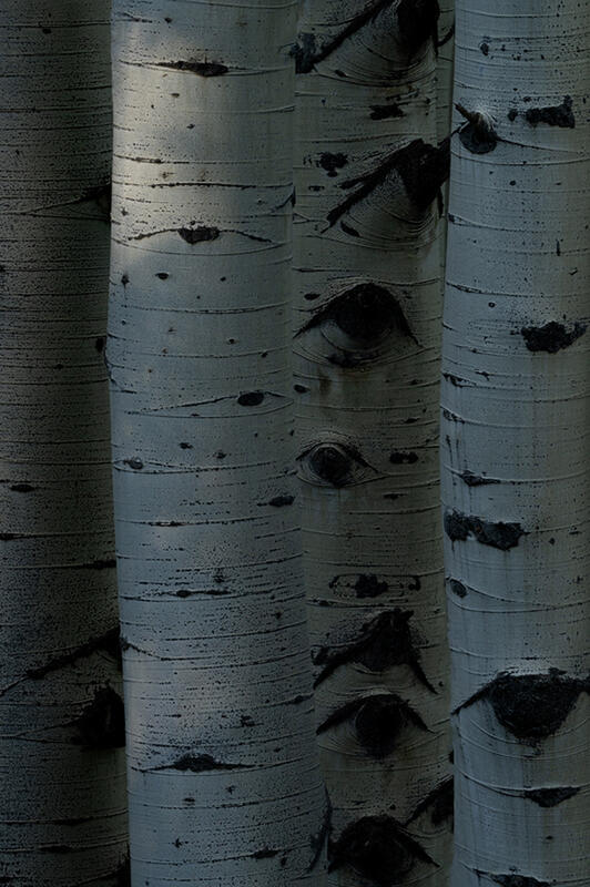 Aspen Tree Art Print for Sale