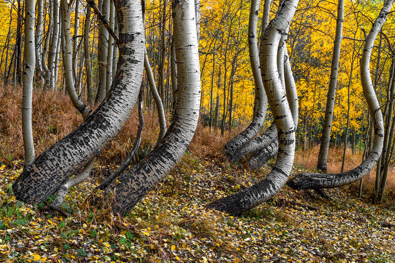 Bent Aspen Tree Photography for Sale
