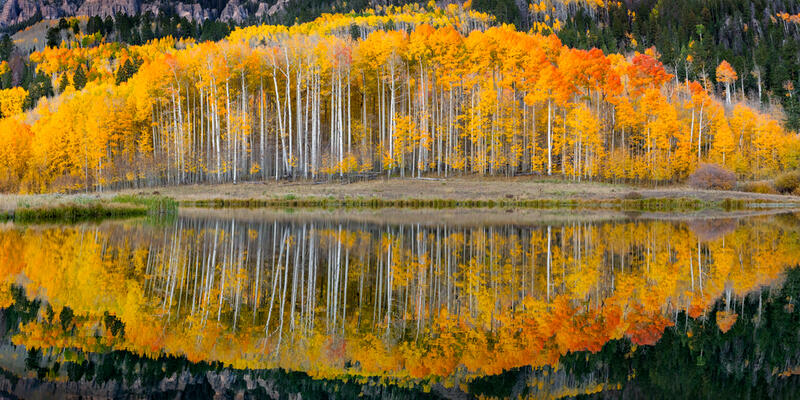 Aspen Tree Wall Art For Sale