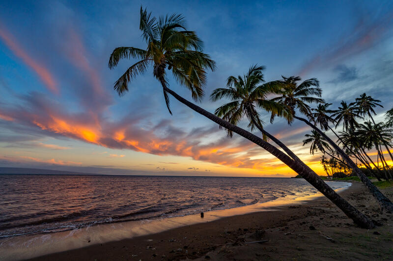 Moloka Sunset Palm Tree Photographs for Sale