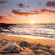Turtle Paradise