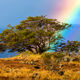 Rainbow Paradise